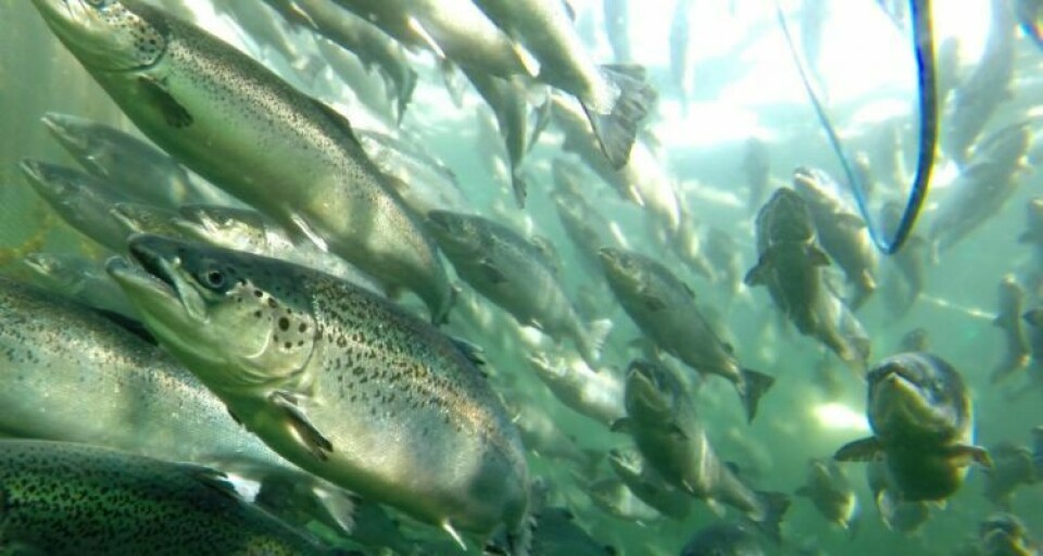Antiparisitics used to treat farmed salmon can reduce carbon uptake by microbiota, researchers say. Photo: Salmon Expert
