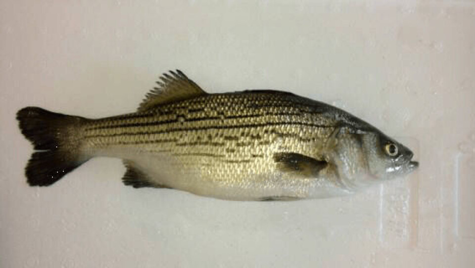 Sunshine bass are being farmed in a wind-powered RAS facility in Denmark. Photo: Biofarm.ApS