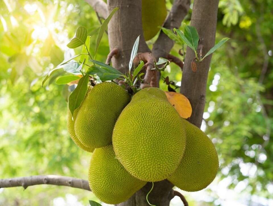 Jackfruit is the largest tree fruit in the world, with some fruit weighing in as much as 45 kilos. Jack & Fry sees jackfruit as a disruptor to the world's five main mono-crops. Photo: Jack & Fry.