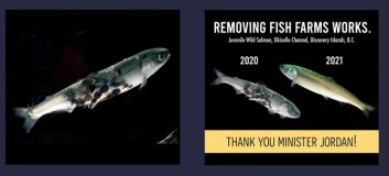 A lice-infested wild smolt, left, described as coming from Nootka Sound, and a  "Removing fish farms works" graphic purporting to show a lice-infested smolt in the Okisollo Channel, Discovery Islands in 2020. It's the same fish from a different angle, says the BCSFA. Click on image to enlarge. Original photo: Tavish Campbell.
