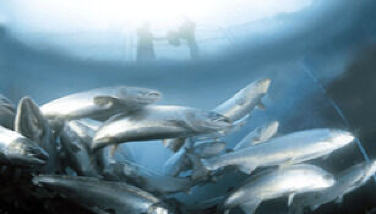 The automatic choice: machine built to select best fish for breeding