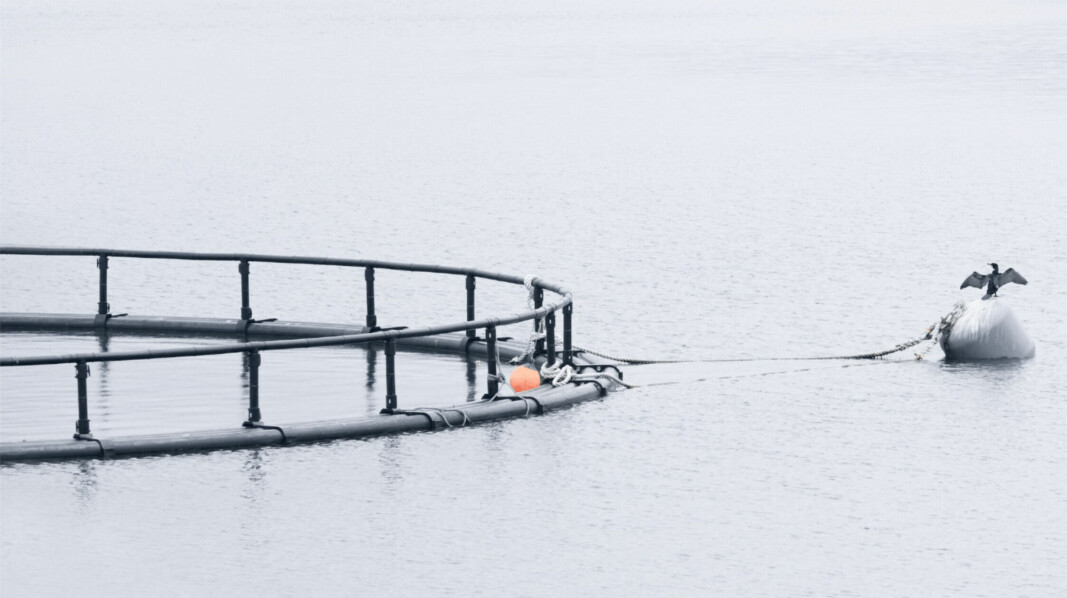 Ideas to improve fish farming will again be eligible for funding from SIF.