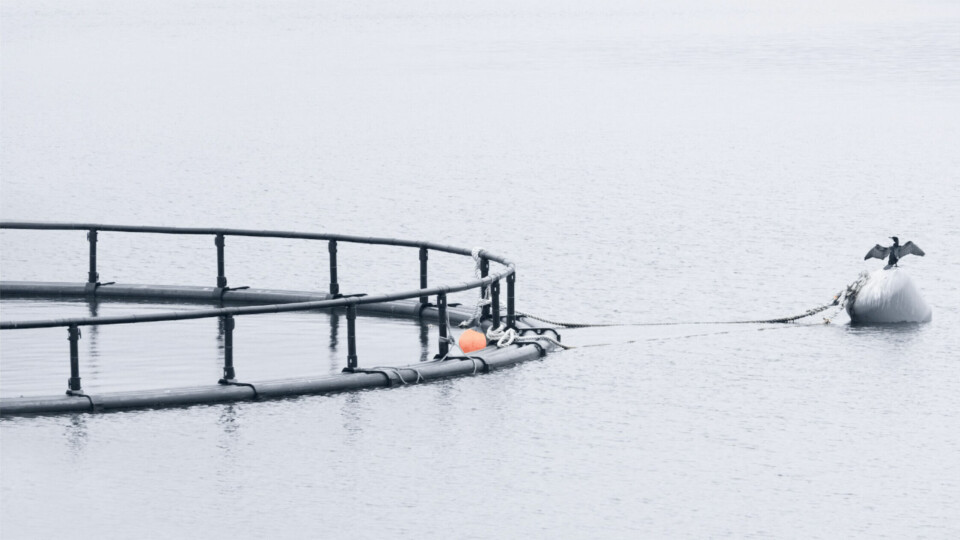 A salmon cage in Scotland. Mowi says that around 10% of its Scottish sites experienced significant blooms of different hydrozoan species in the last 12 months. Photo: SAIC.