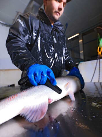 The site is designed to hold stock from egg to final mature broodfish. Photo: Benchmark.