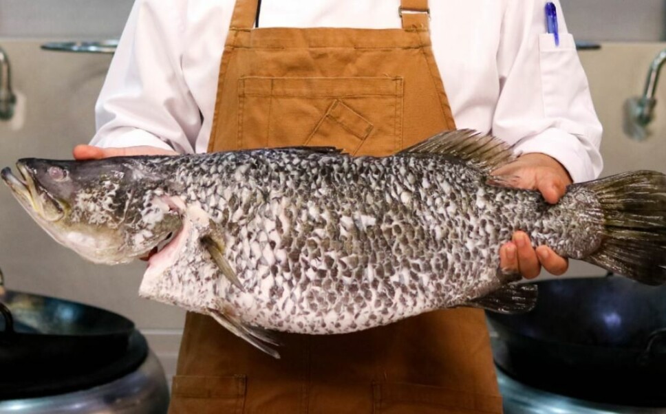 Barramundi Group harvests around 2,000 tonnes a year but needs to grow.