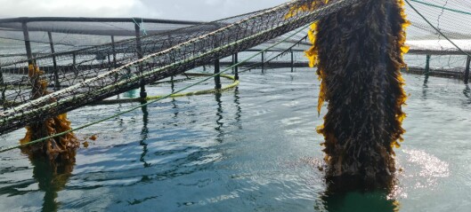 Trial shows that seaweed may be the natural choice for cleaner fish hides
