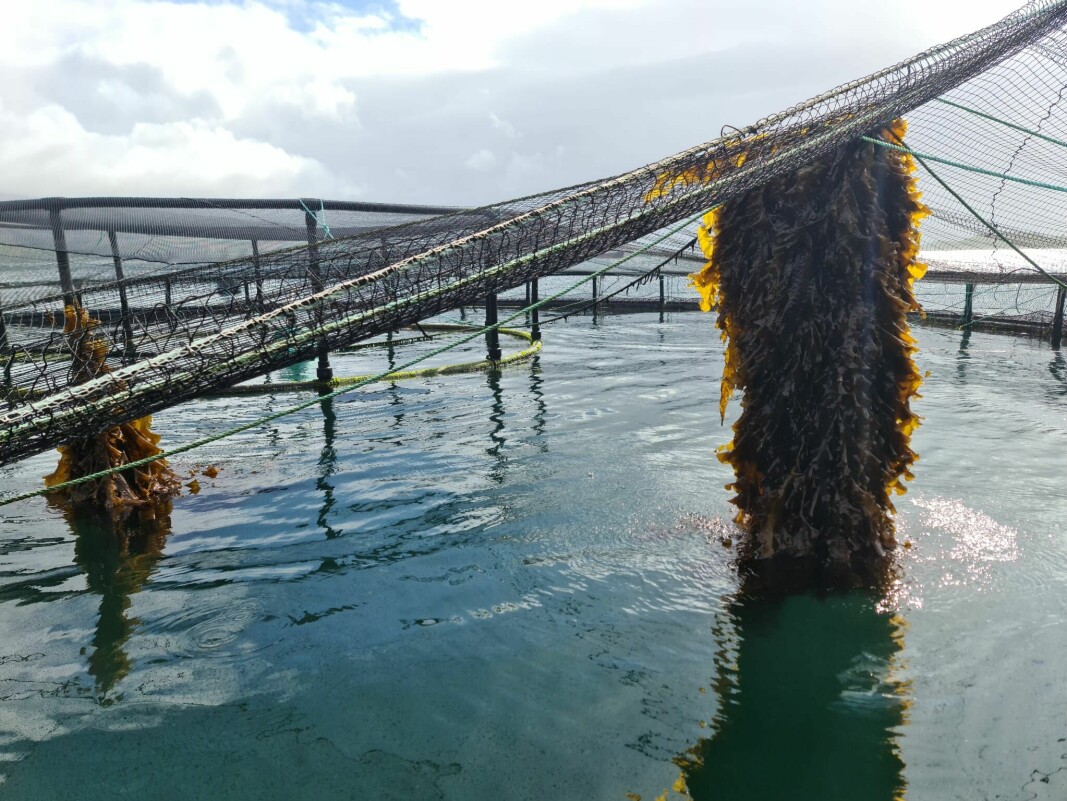 Seaweed is being used for cleaner fish hides at two pens at Scottish Sea Farms' Scallcastle site.