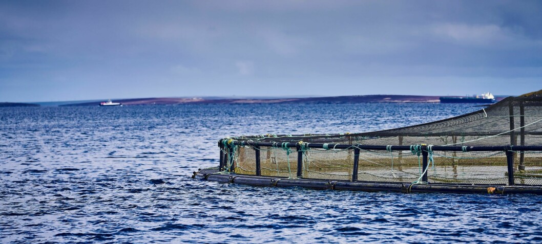 Officials recommend approval for large Orkney salmon farm