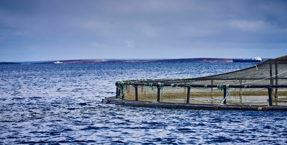 A Cooke salmon pen at one its sites in Orkney. The company wants to establish a new farm further away from shore than has been done in the past.