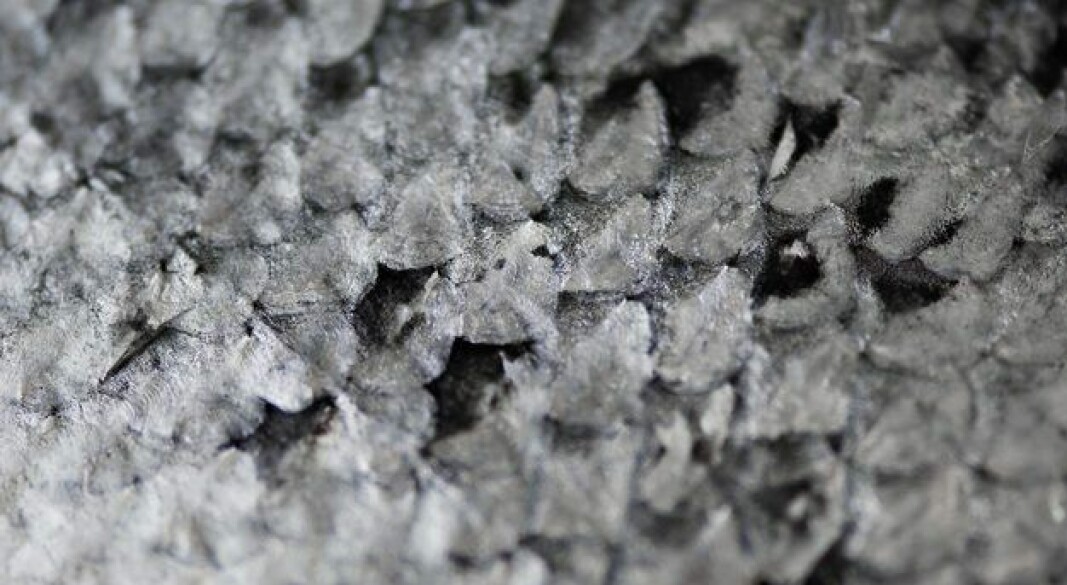 Fish scales, which are a by-product in the processing of fish skin, contain the protein collagen in addition to minerals. With the help of weak acid and moderate heat, collagen can be extracted to obtain gelatine solution. Fish scales, which are a by-product in the processing of fish skin, contain the protein collagen in addition to minerals. With the help of weak acid and moderate heat, collagen can be extracted to obtain gelatine solution.