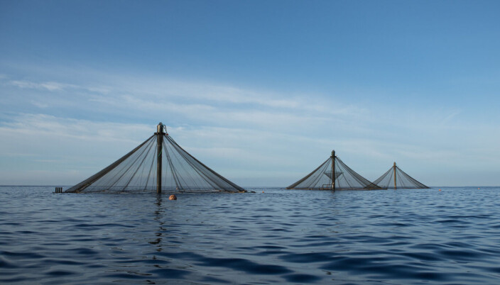 Innovasea's SeaStation submersible cages have three buoyancy chambers in the central spar. Innovasea's SeaStation submersible cages have three buoyancy chambers in the central spar.