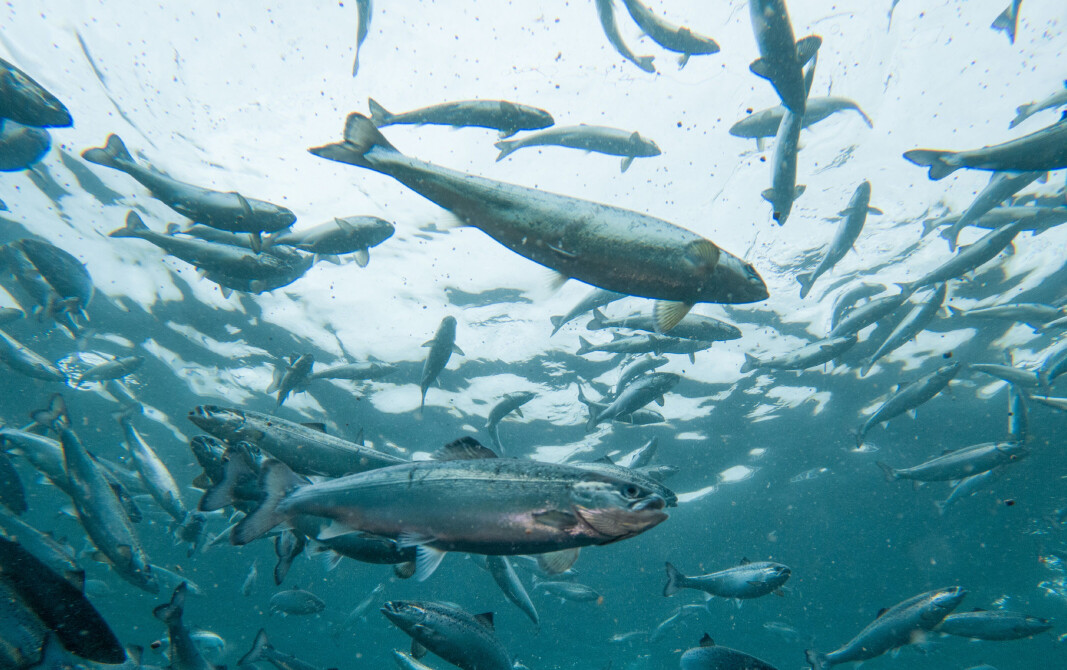 Fish in Andfjord Salmon's first pool at Kvalnes, on Andøya. Mortality has been 0.6% in three months and the salmon are eating well, said the company. Fish in Andfjord Salmon's first pool at Kvalnes, on Andøya. Mortality has been 0.6% in three months and the salmon are eating well, said the company.