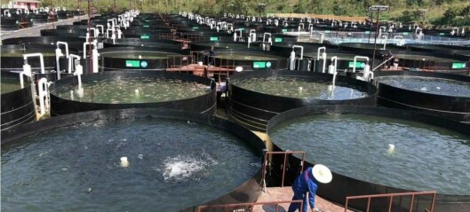 Taiwan RAS supplier plans US fish farming operation
