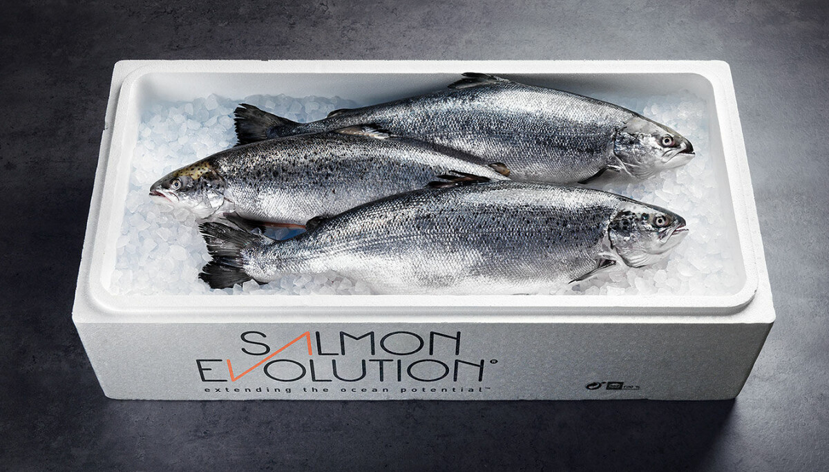 Fish Transfer First in-site fish transfer for Salmon Evolution