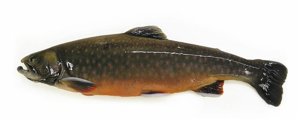Icy Waters Ltd is collaborating with CAT to select the best traits from its broodstock of Arctic char.