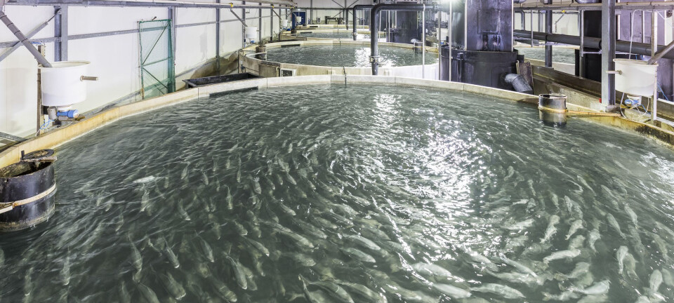 Kingfish Company optimistic after reducing loss per kilo