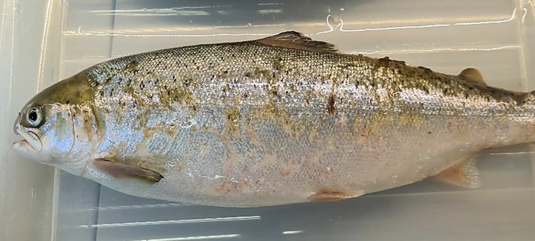 Researchers may have developed an effective salmon lice vaccine