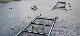 Chilean salmon farmer increased earning by 600% in Q3