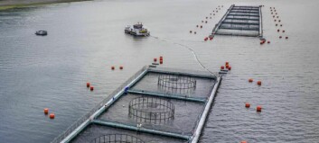 Chilean salmon farmer increased earning by 600% in Q3
