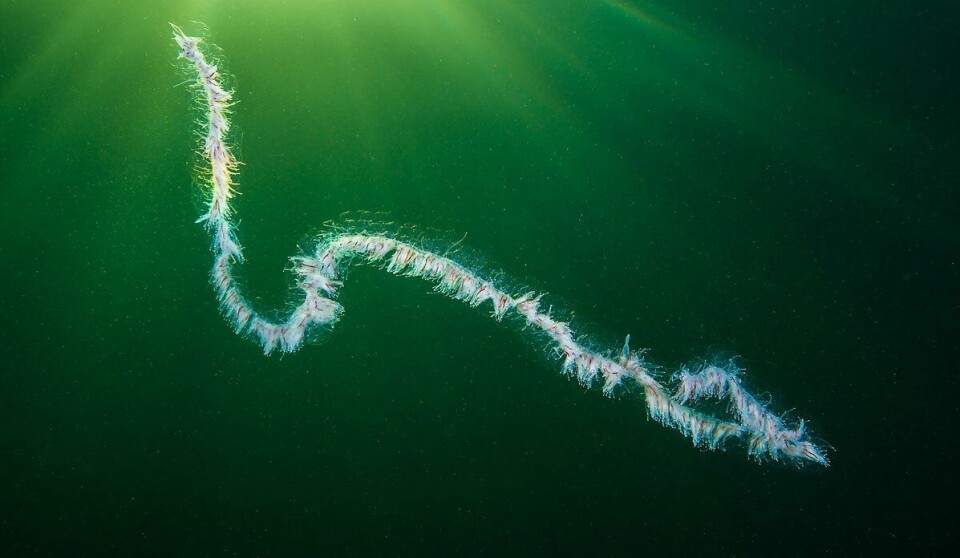 Attacks by jellyfish including Apolemia uvaria, pictured, commonly known as the string jellyfish or barbed wire jellyfish, have caused problems for salmon farmers in Norway this year.