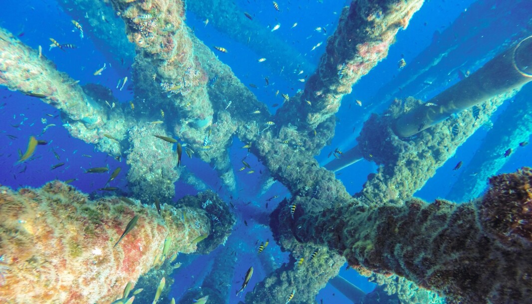 The underwater sections of oil and gas platforms support a variety of marine growth that might be used as a source of protein and fatty acids for feed when it is removed during decommissioning. The underwater sections of oil and gas platforms support a variety of marine growth that might be used as a source of protein and fatty acids for feed when it is removed during decommissioning.