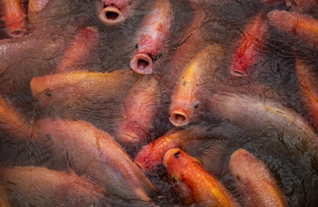 Tilapia crowd together in a pen in Thailand while waiting to be fed. IoA professor Dave Little says there are serious welfare issues across Asia and an urgent need to drive change. Tilapia crowd together in a pen in Thailand while waiting to be fed. IoA professor Dave Little says there are serious welfare issues across Asia and an urgent need to drive change.