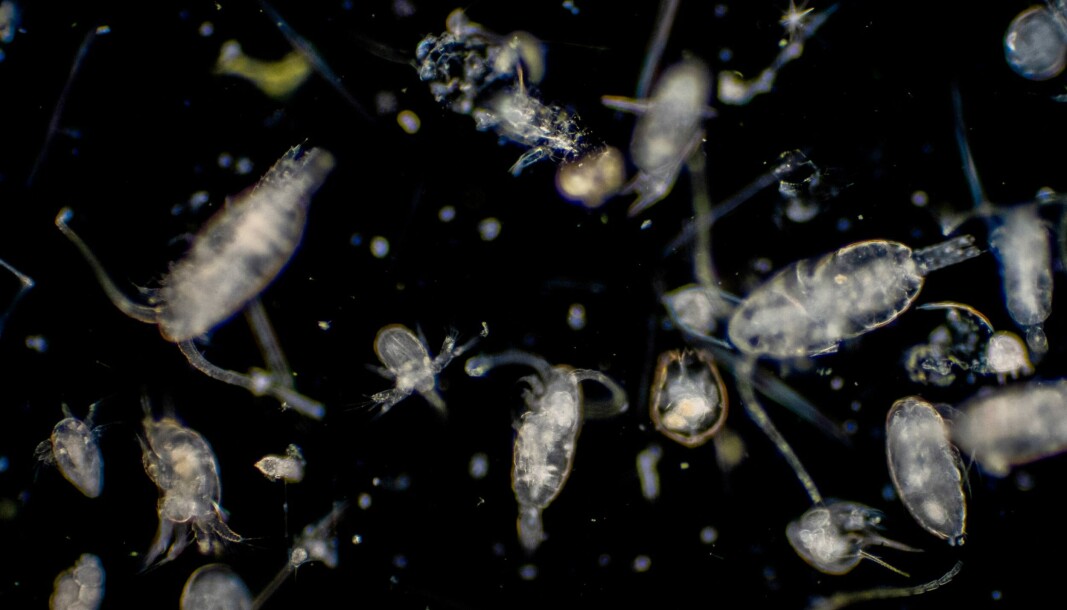 OTAQ's live plankton analysis system is said to be able to identify potentially harmful phytoplankton. OTAQ's live plankton analysis system is said to be able to identify potentially harmful phytoplankton.