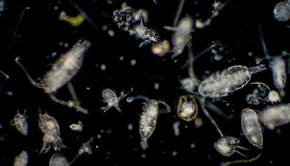 OTAQ's live plankton analysis system is said to be able to identify potentially harmful phytoplankton.