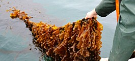 Seaweed start-up given £272,000 by Marine Fund Scotland