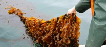 Seaweed start-up given £272,000 by Marine Fund Scotland