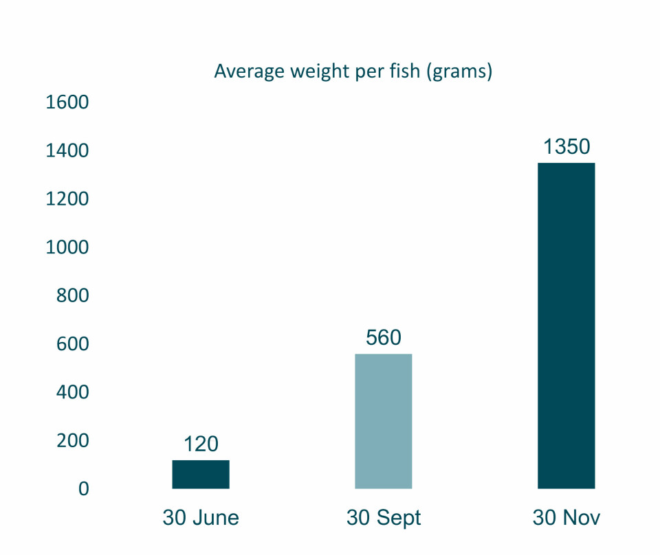 Fish have grown from 120 grams at the end of June to 1.35 kilos at the end of November. They will be harvested in mid-2023.