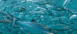 On-land fish farmer has treated stock for lice