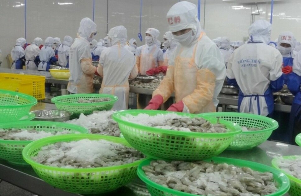 Shrimp processing in Vietnam.
