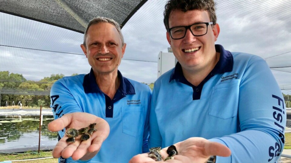 Queensland Fisheries scientists Max Wingfield, left, and Aiden Mellor with some of the Blacklip oysters they bred.