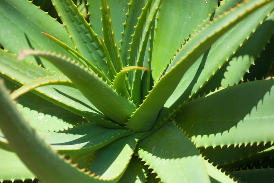 Extract from Aloe vera was shown to reduce salmon gut inflammation caused by soybean meal.