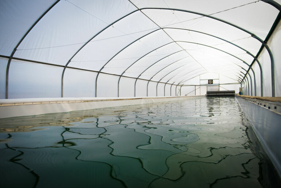 A spirulina pond inside one the polytunnels. The microalgae is used in a variety of food products.