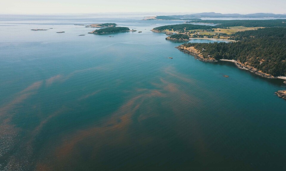 Algal blooms are a problem worldwide, and are expected to increase.