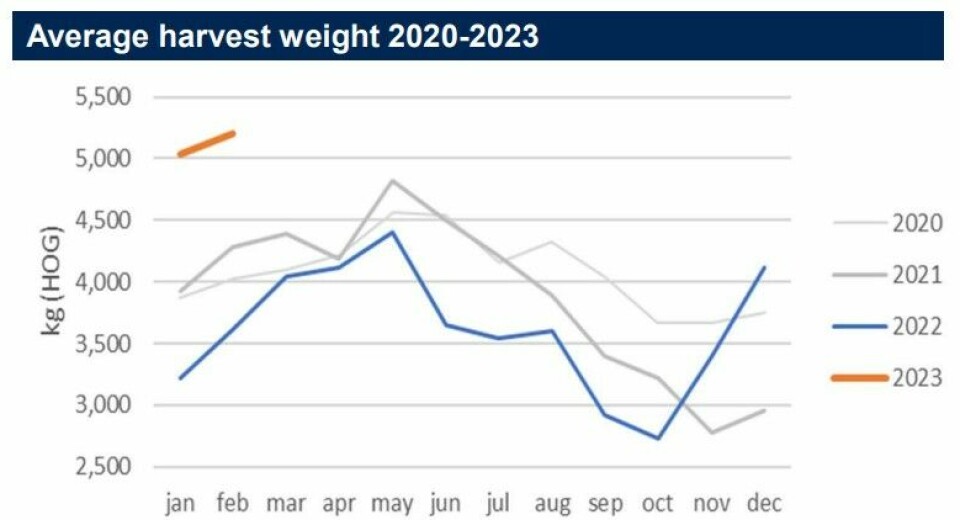An improved biological situation has enabled Bakkafrost to keep fish in the water longer and achieve harvest weights above 5kg in Q1 2023 (orange line).