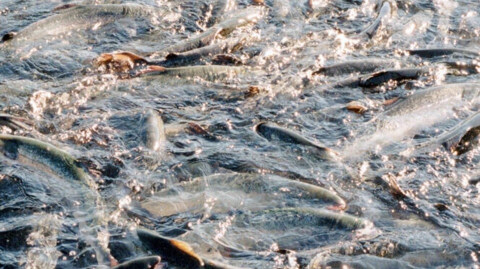 Norway's salmon farmers had more fish in the sea in January than in the same month last year but the average weight was lower.