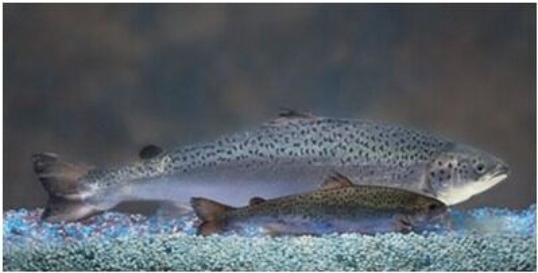 AquaBounty now has 77 tonnes of AquAdvantage GM salmon, which grow more quickly than conventional Atlantic salmon, at its recirculating aquaculture facility near Albany, Indiana in the US. Photo: AquaBounty. AquaBounty now has 77 tonnes of AquAdvantage GM salmon, which grow more quickly than conventional Atlantic salmon, at its recirculating aquaculture facility near Albany, Indiana in the US. Photo: AquaBounty.