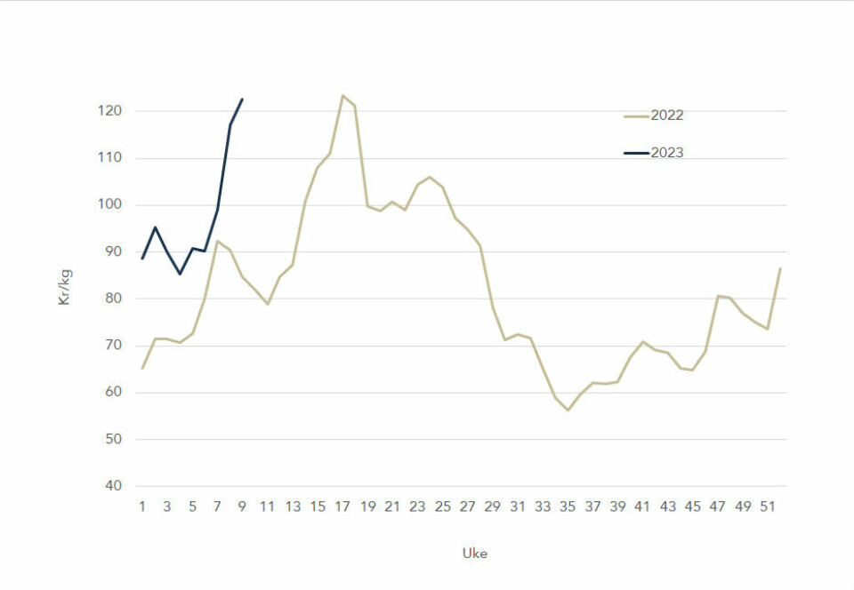The spot price of Norwegian salmon this year (blue line) and in 2022 (grey/green line).
