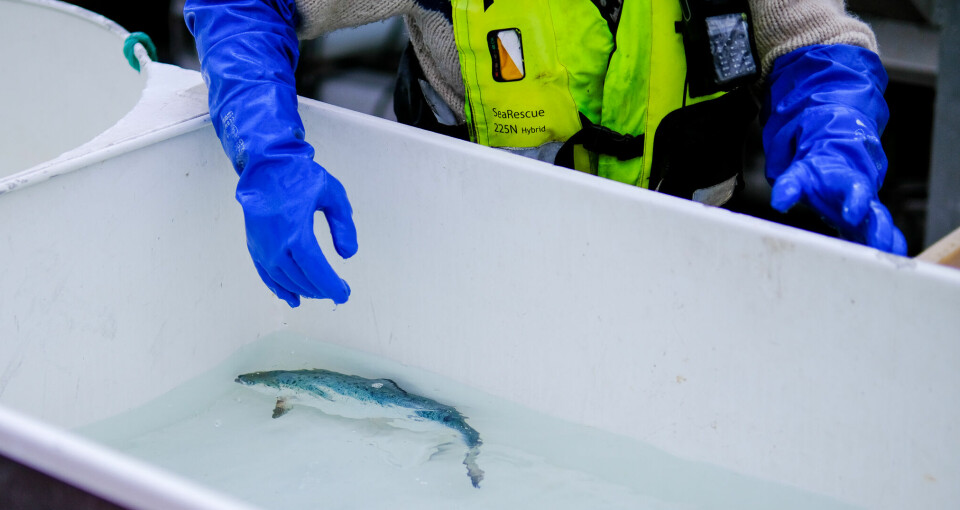 A fish removed for examination during the trial.