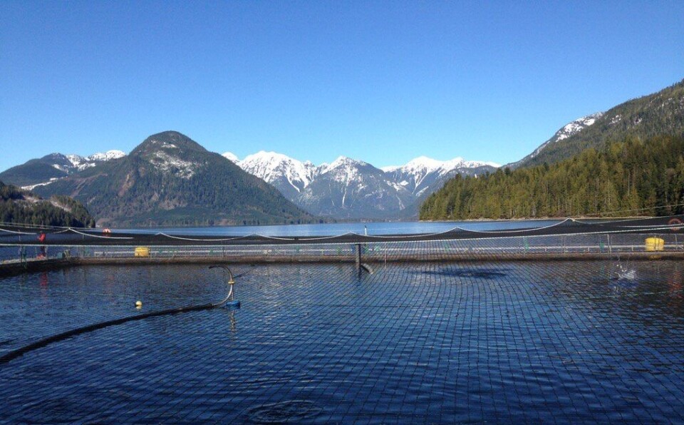 One of the farms that used to operate in the Discovery Islands. Removing the farms has made no difference to sea lice levels on pink and chum salmon, says Lance Stewardson, inset.