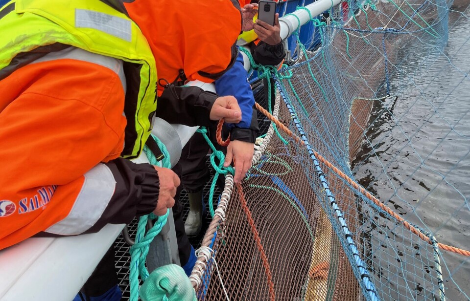 HDPE nets with copper baked into the fibres are studied here at one of SalMar's locations. The company has now bought more than 150 of this net type.