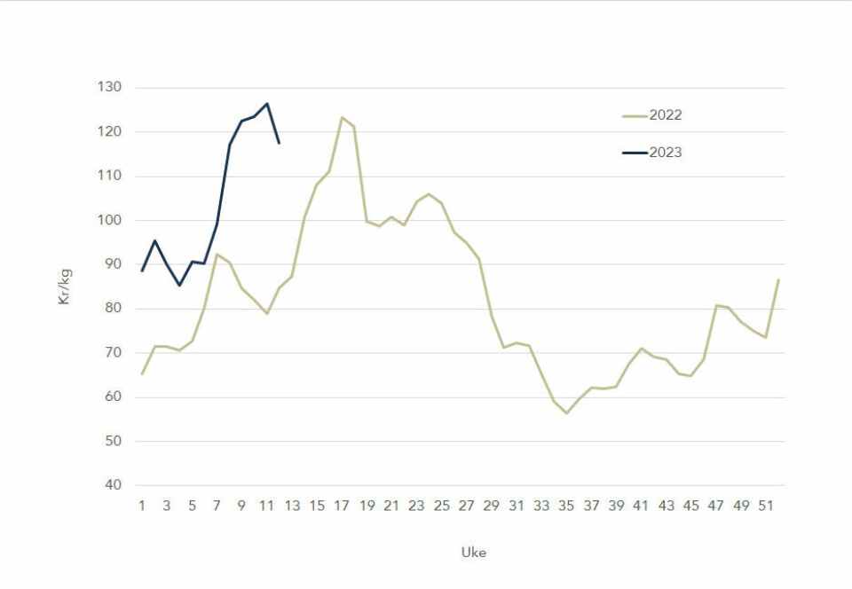 The spot price of Norwegian salmon in 2023 (blue line) and in 2022 (grey-green line).