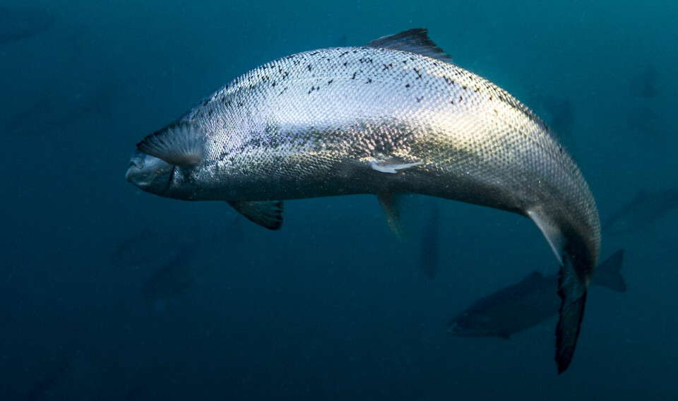 The average weight of fish in Andfjord Salmon's pool has exceeded 3 kg as of May 2023.