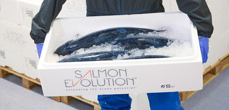 Salmon Evolution harvested 1,581 tonnes HOG in Q2, its biggest harvest to date.