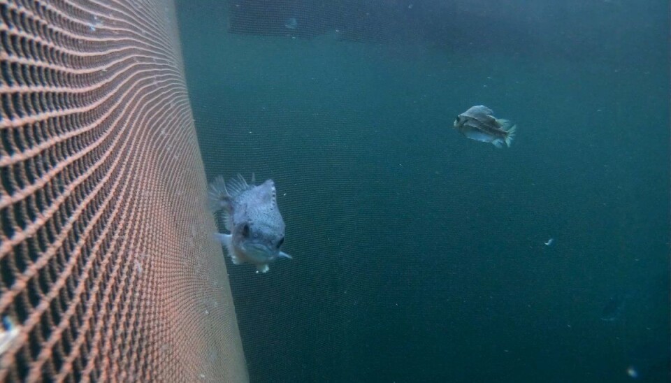 Lumpfish are more at risk from mechanical delousing than disease, according to a Norwegian study.