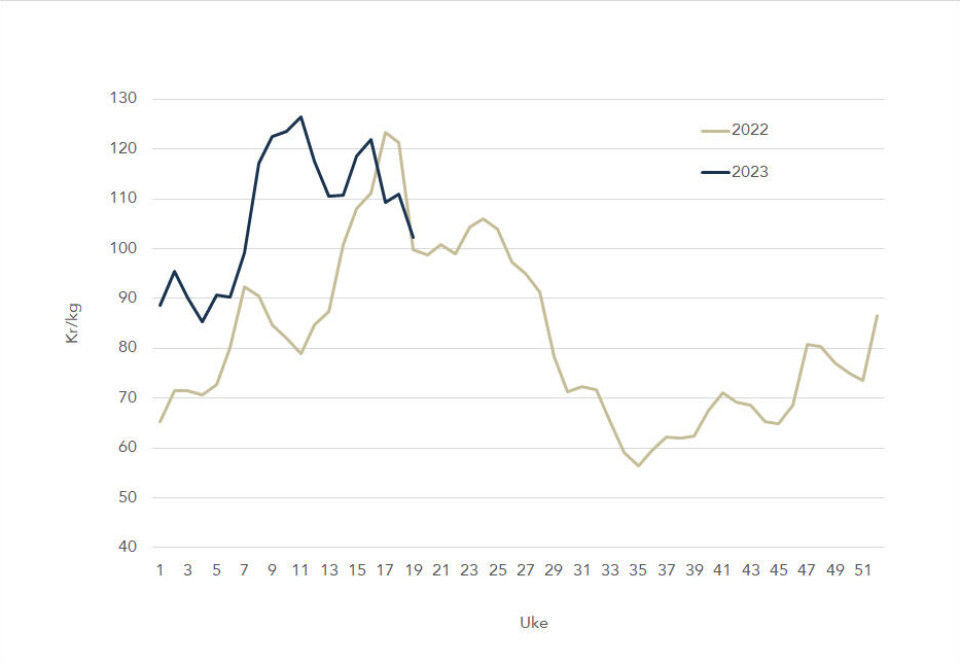 The salmon spot price in 2023 (dark blue) and in 2022 (green).