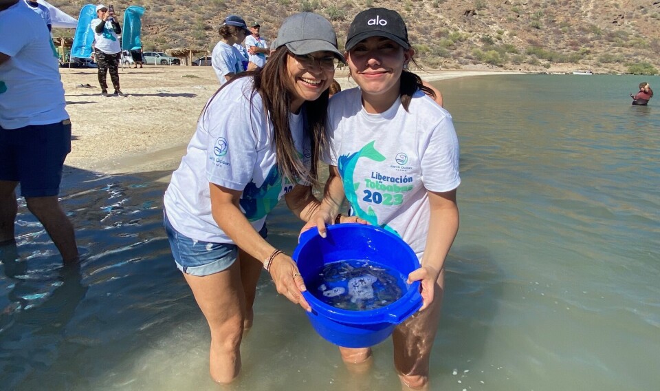 Some of the thousands of juvenile totoaba released into the Sea of Cortez.